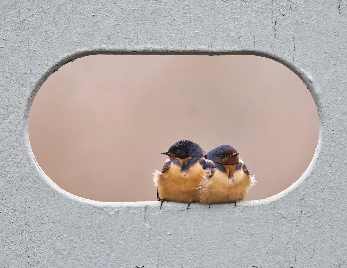 Barn Swallow - ML633619817