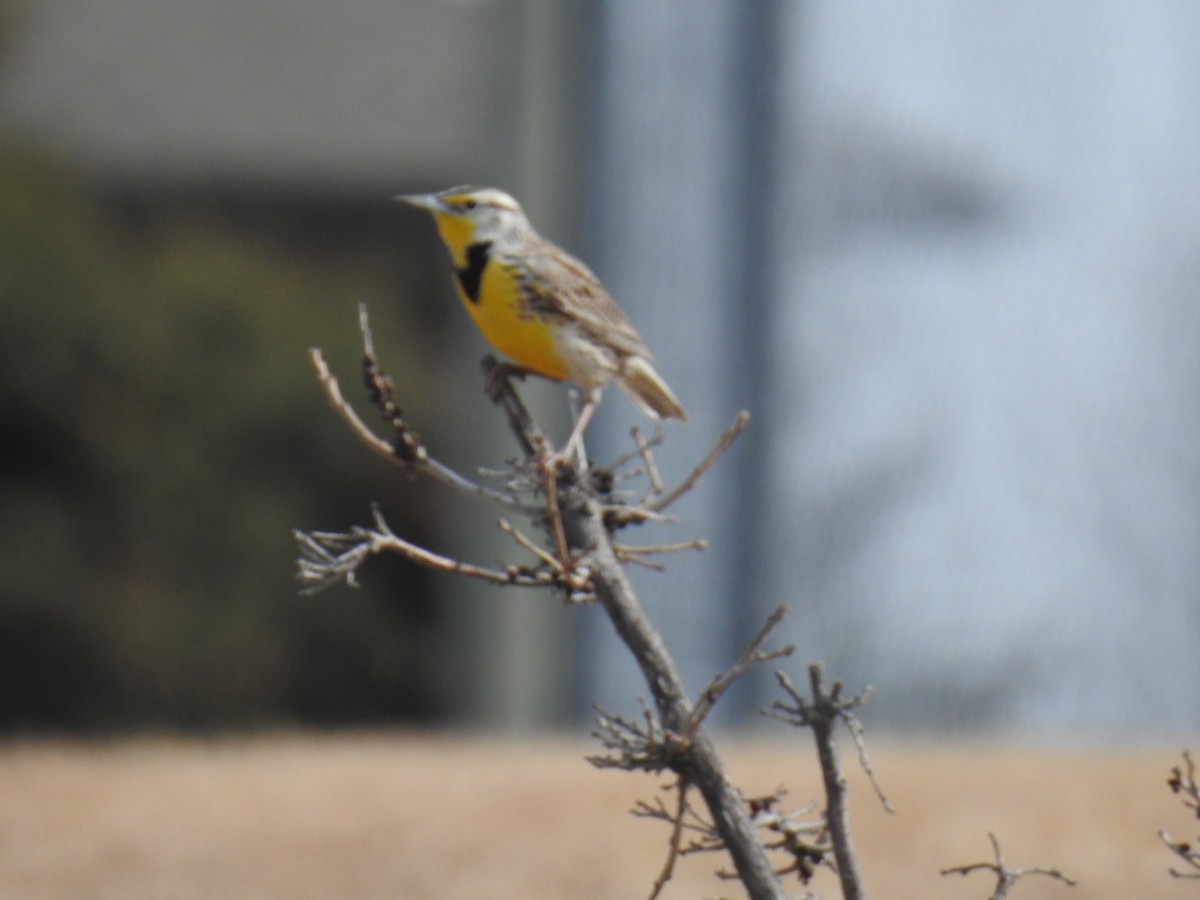 Western Meadowlark - ML633619903