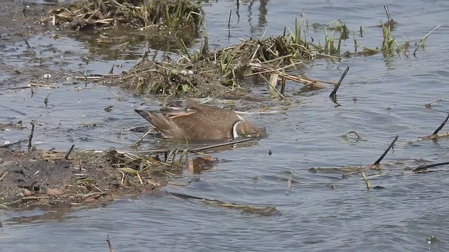 Killdeer - ML633619970