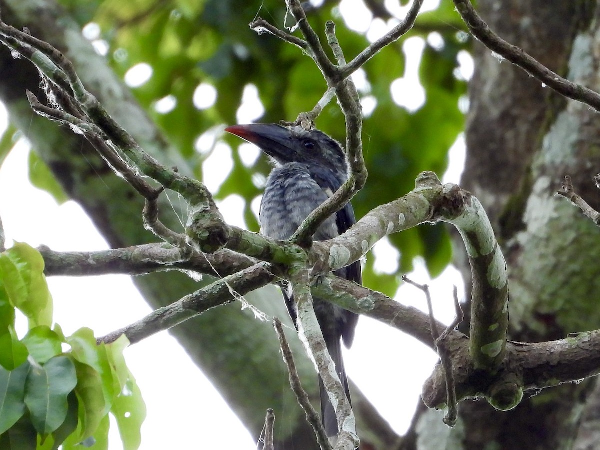 Western Dwarf Hornbill - ML633620309