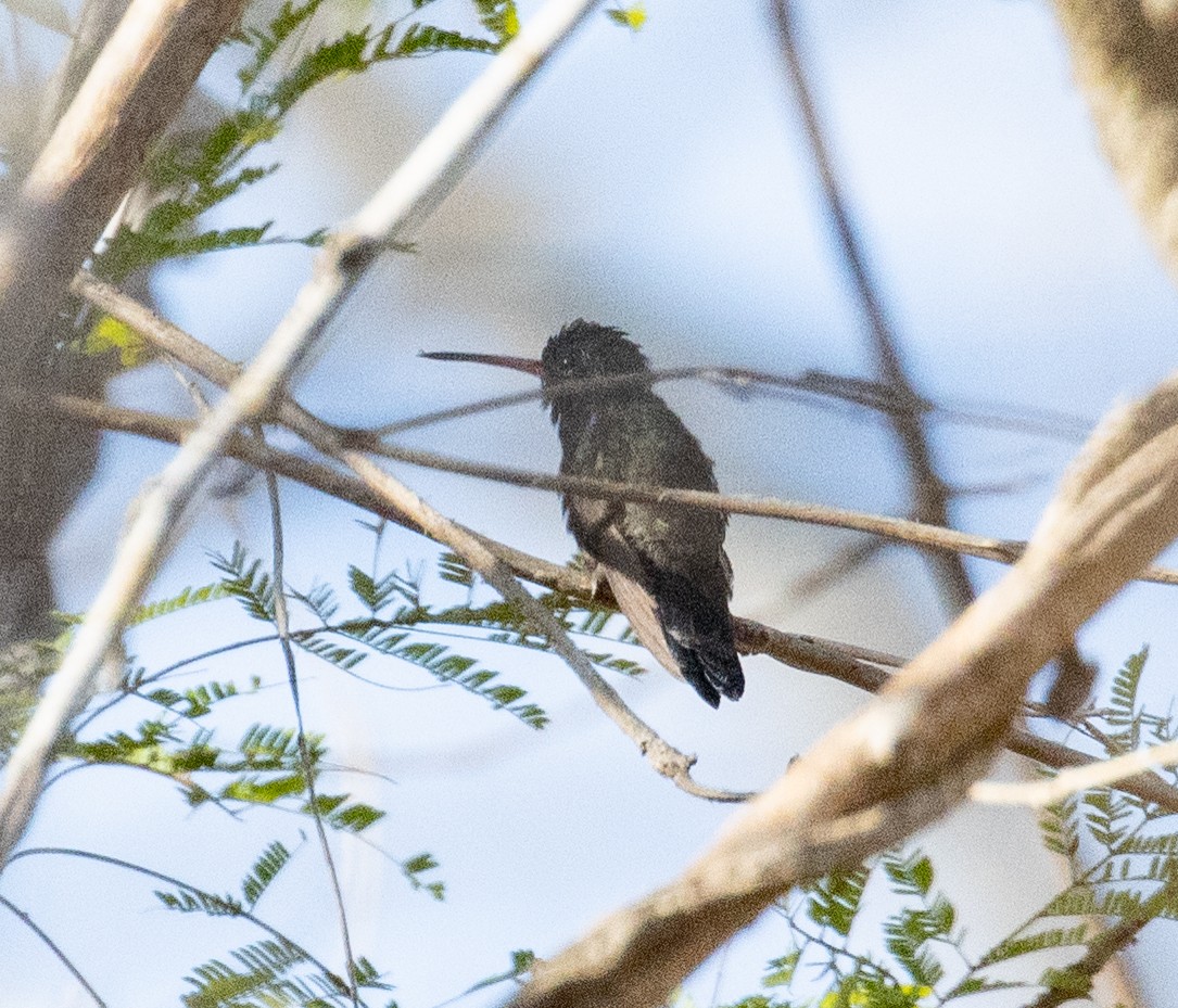 Turquoise-crowned Hummingbird - ML633620407