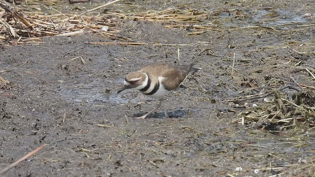 Killdeer - ML633620432