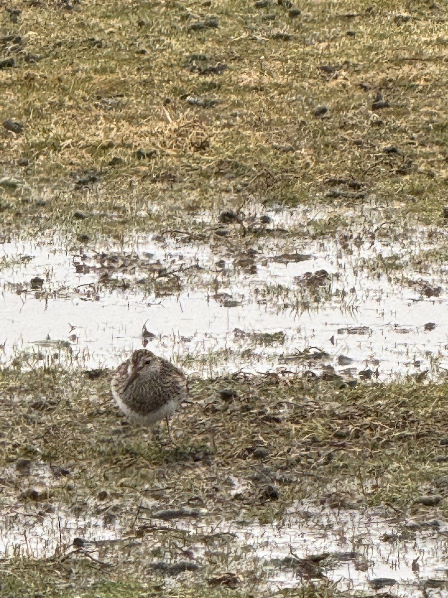 Pectoral Sandpiper - ML633620558