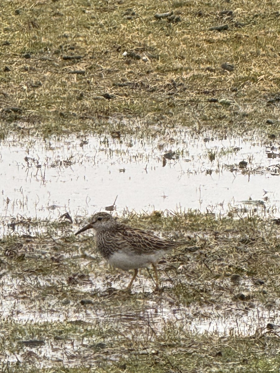 Pectoral Sandpiper - ML633620559