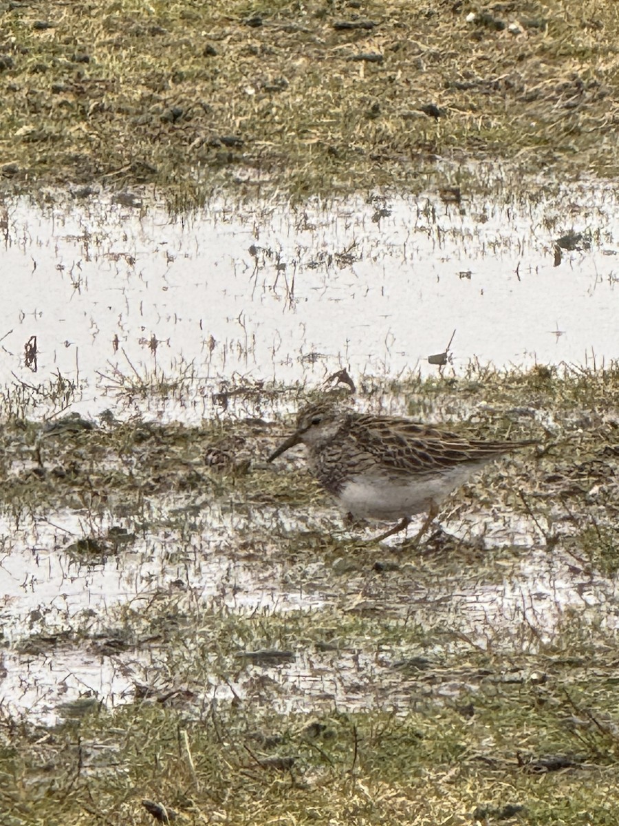 Pectoral Sandpiper - ML633620560