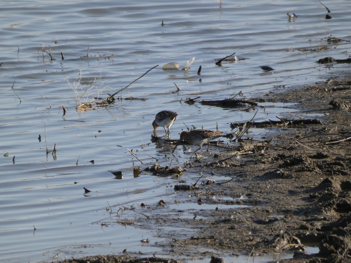 Wilson's Snipe - ML633620601