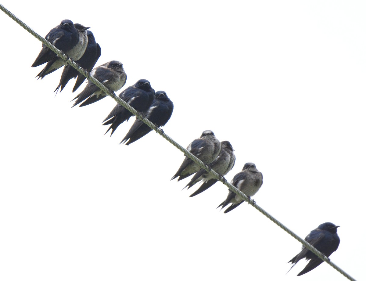 Purple Martin - ML633620617