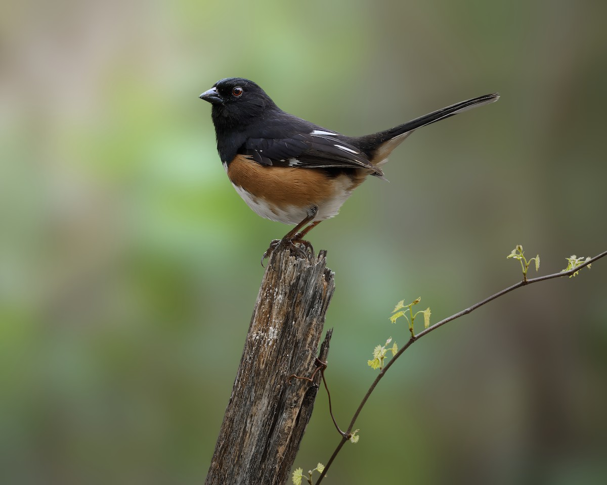 Eastern Towhee - Corby Amos