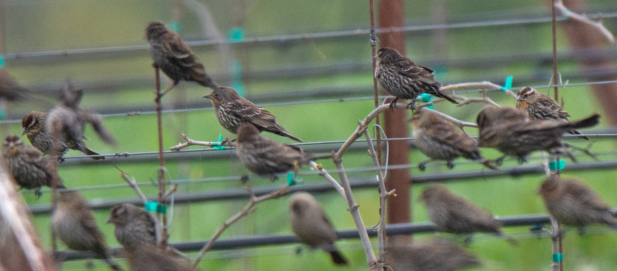 Red-winged Blackbird - ML633620756