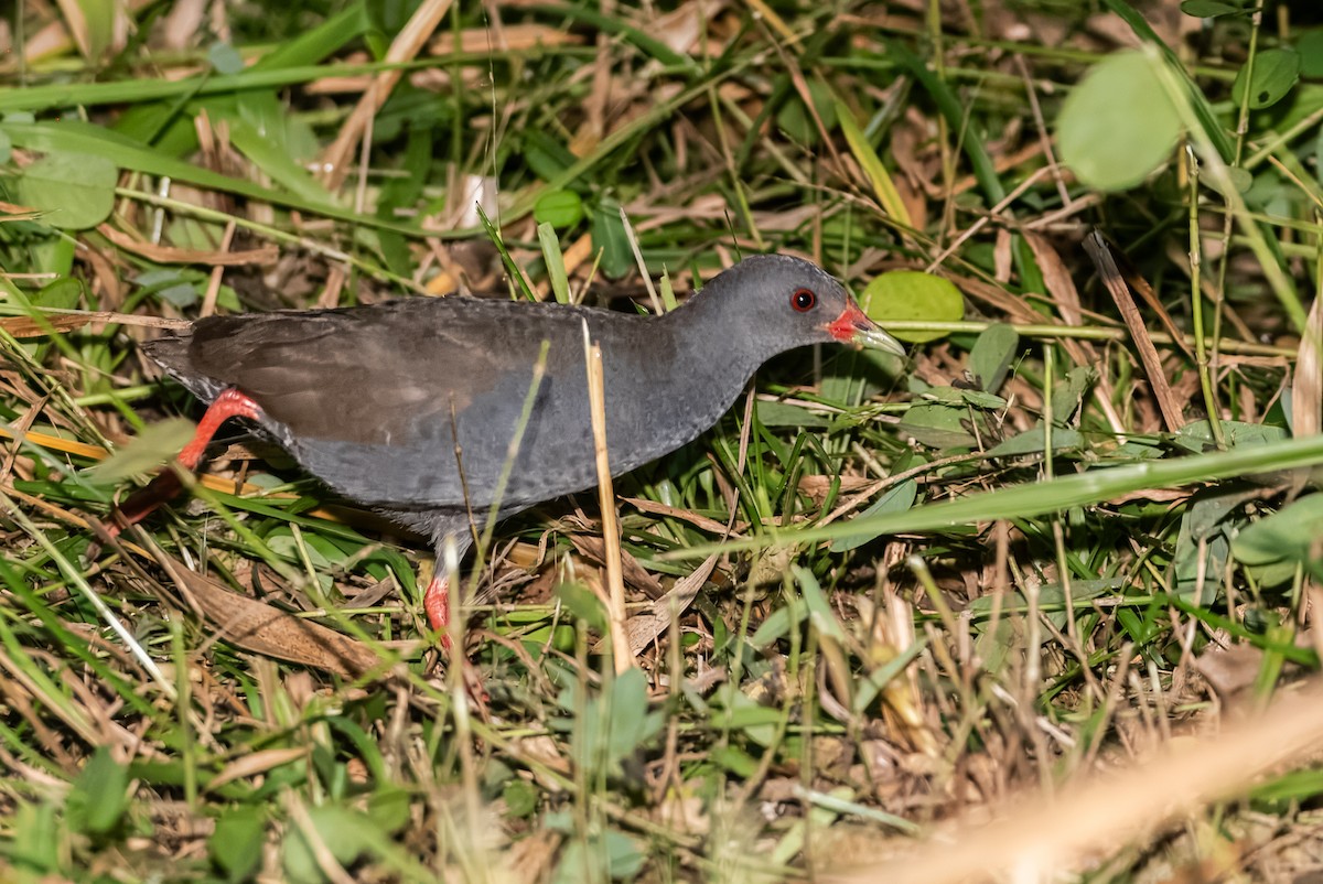 Paint-billed Crake - ML633620904