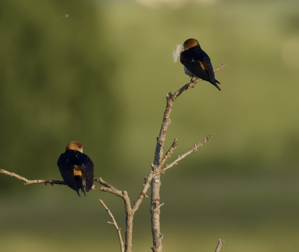 Greater Striped Swallow - ML633621011