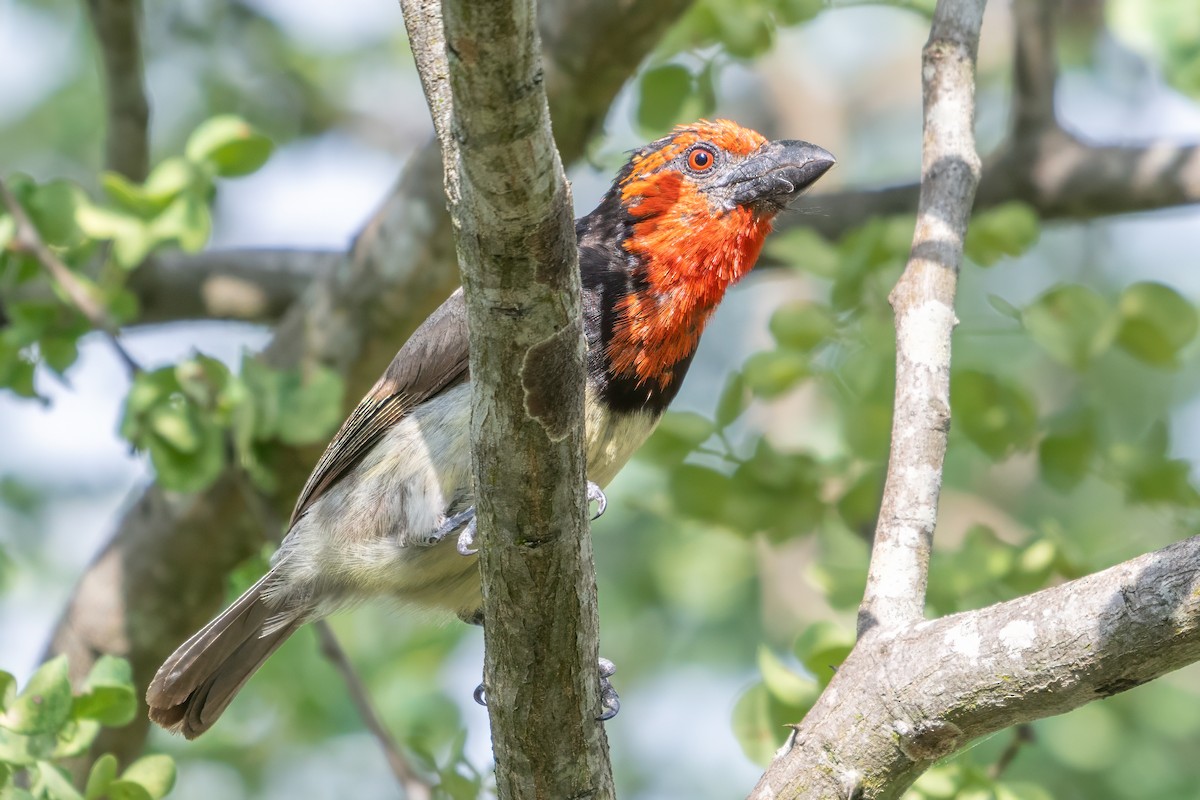 Black-collared Barbet - ML633621091