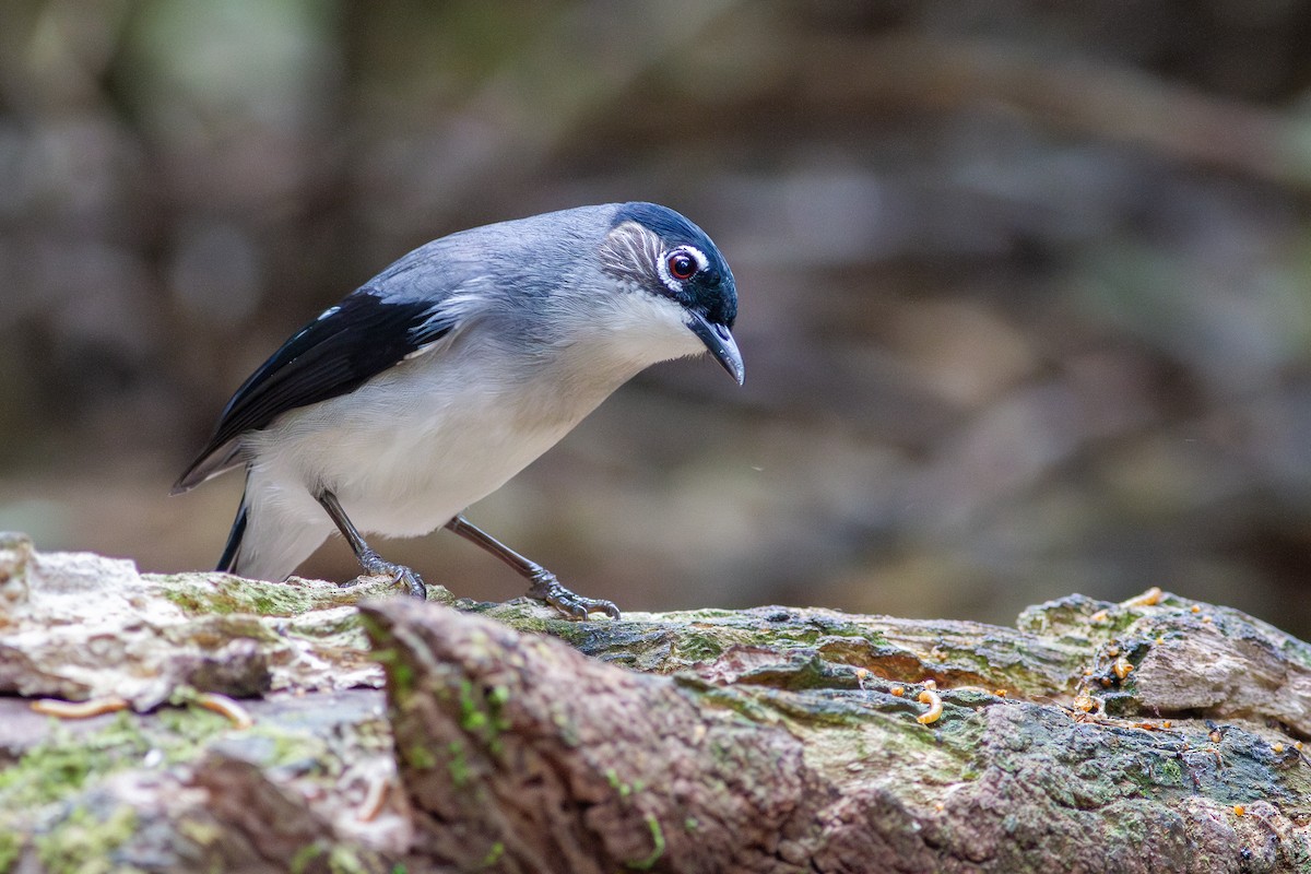 Black-headed Sibia (Lang Bian) - ML633621096