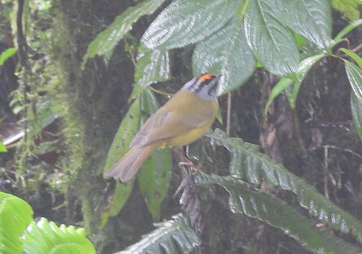 Rufous-crowned Tody-Flycatcher - ML633621436