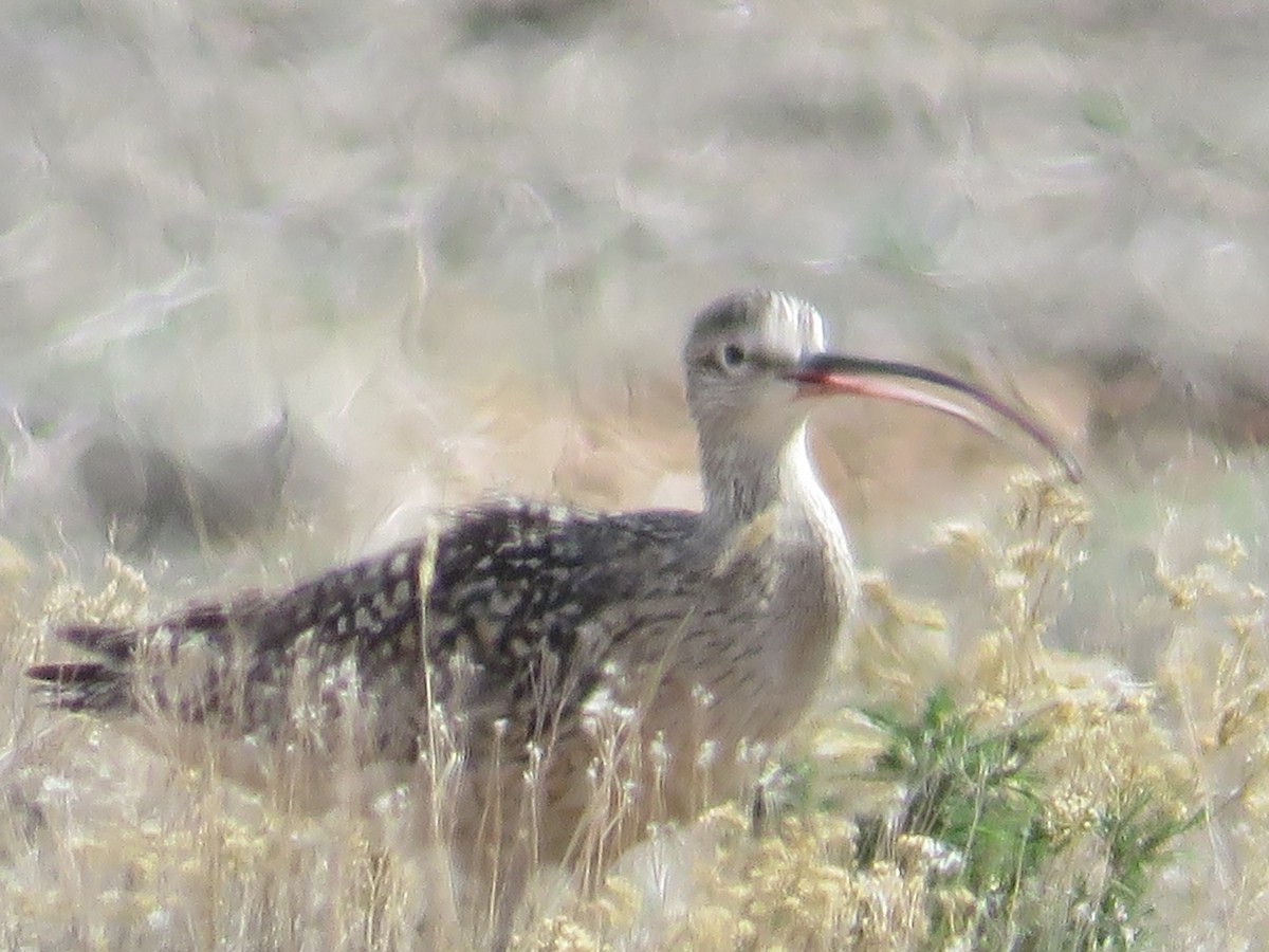 Long-billed Curlew - ML633621505