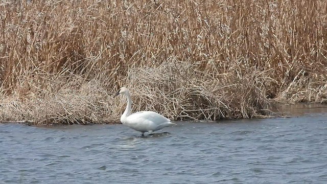 Trumpeter Swan - ML633621558