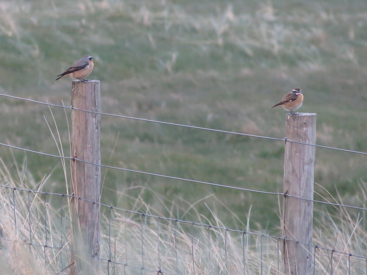 Northern Wheatear (Greenland) - ML633621663