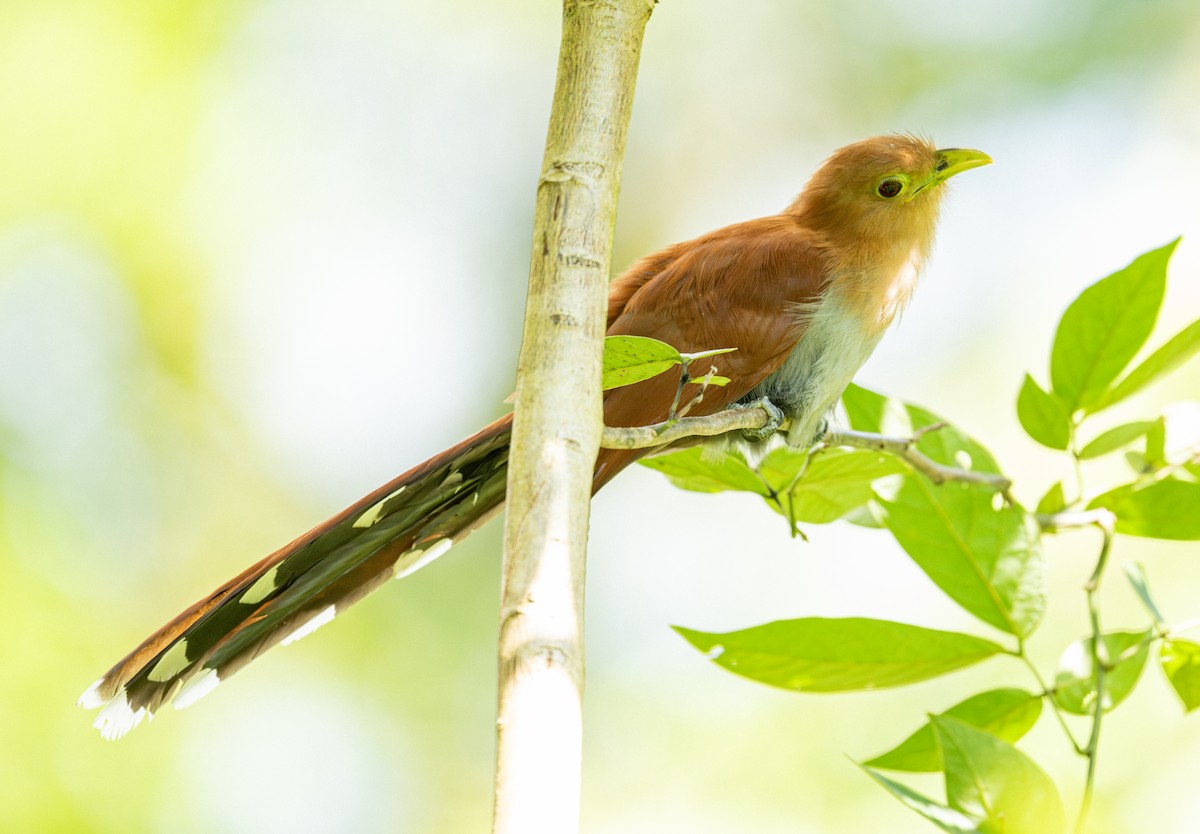 Common Squirrel-Cuckoo - ML633621769