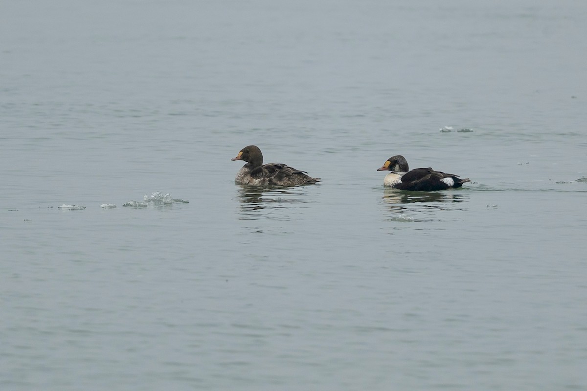 King Eider - Bill Massaro