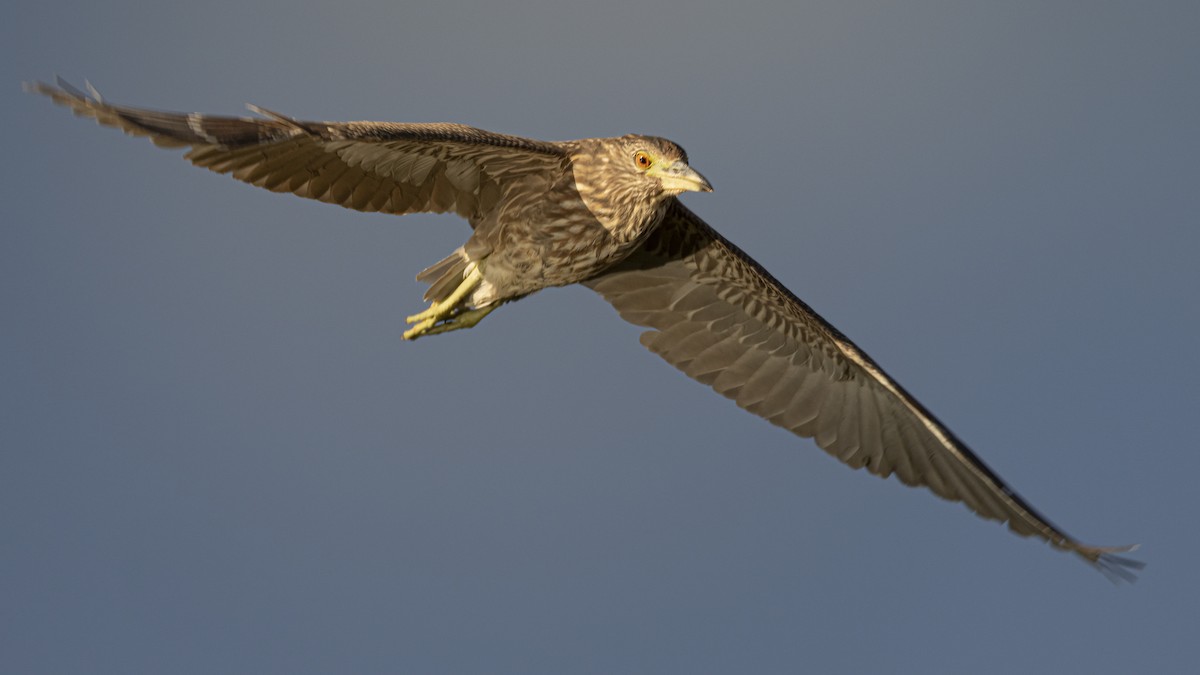 Black-crowned Night Heron - ML633622162