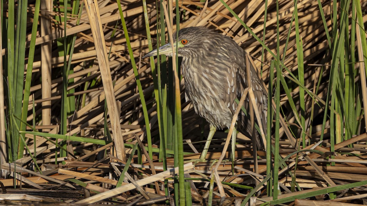 Black-crowned Night Heron - ML633622163