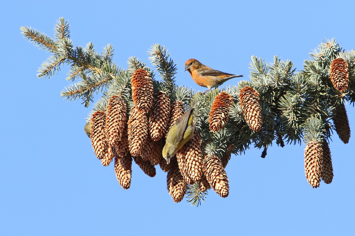 Red Crossbill - Marlene Cashen