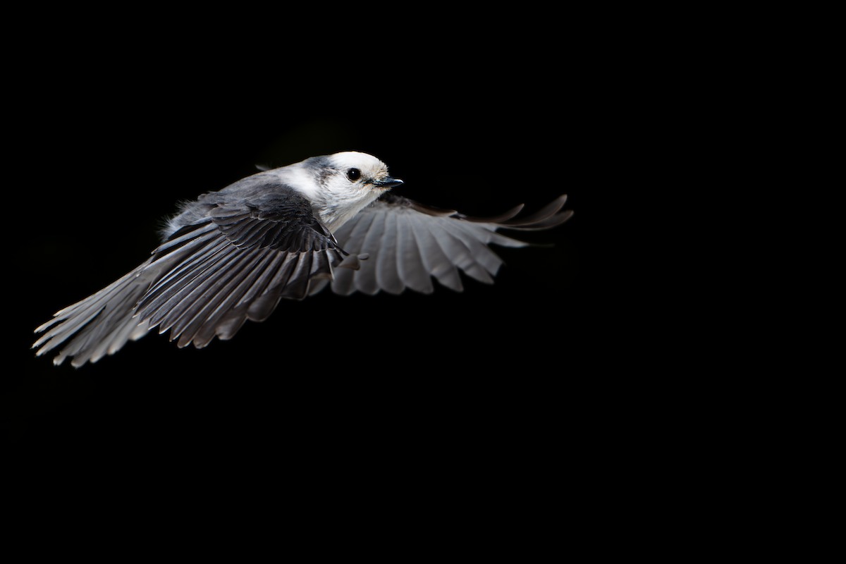 Canada Jay (Rocky Mts.) - ML633622231