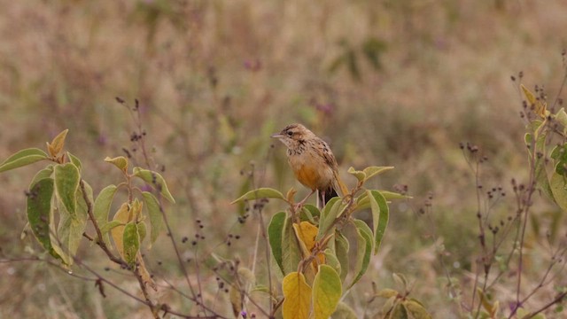 skarlagenpiplerke - ML633622330