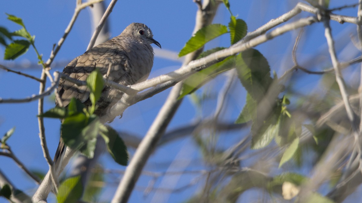 Inca Dove - ML633622367