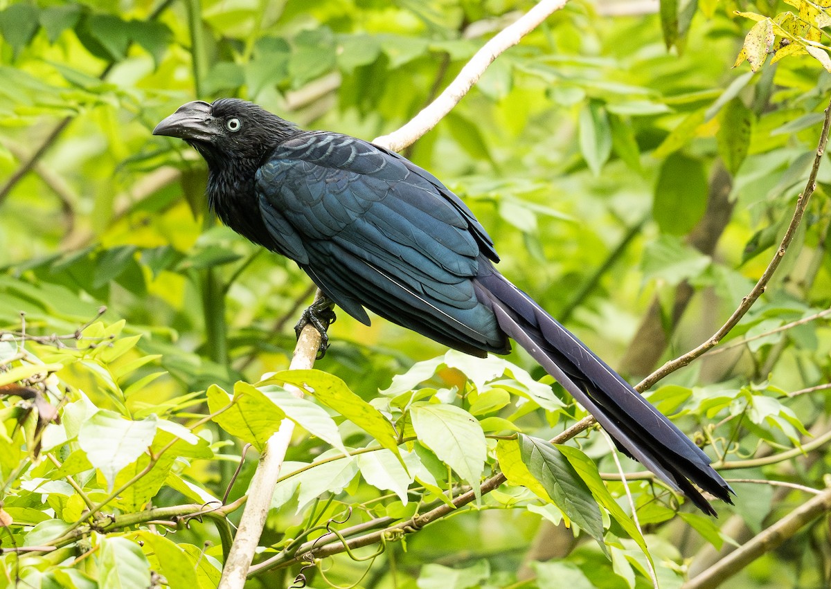 Greater Ani - ML633622387