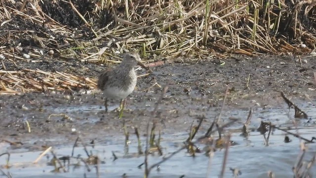 Pectoral Sandpiper - ML633622417