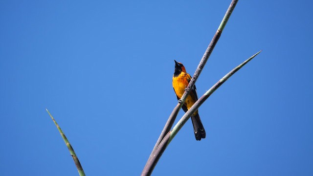Spot-breasted Oriole - ML633622558