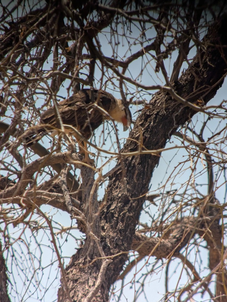 Crested Caracara - ML633622584