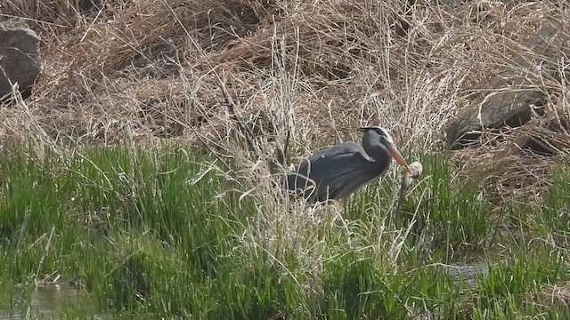 Great Blue Heron - ML633622595