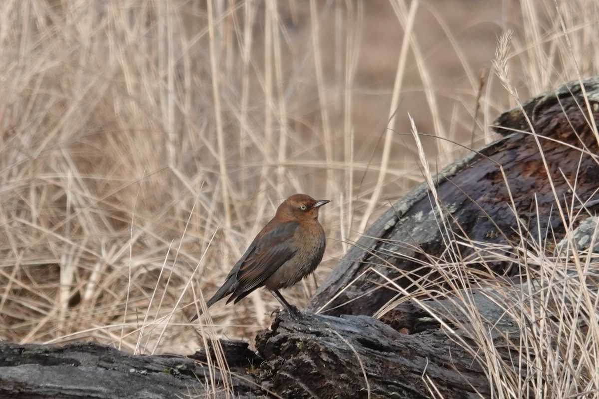 Rusty Blackbird - ML633622660