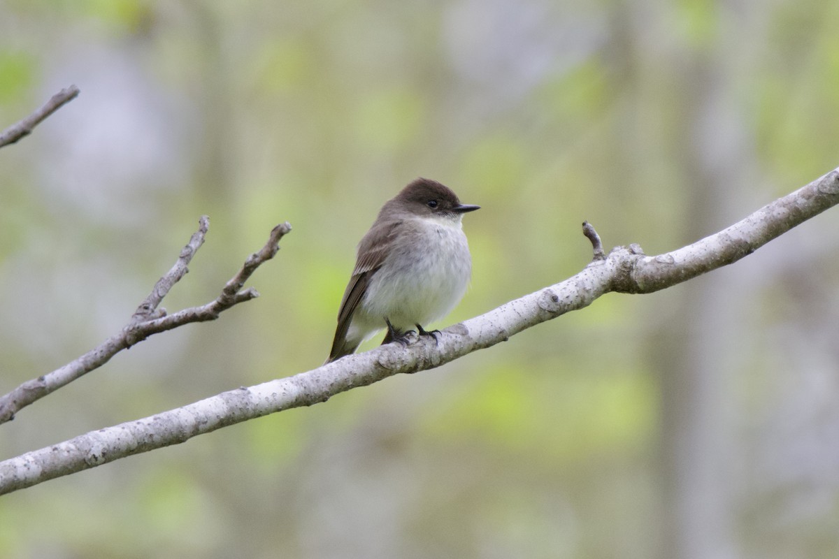Eastern Phoebe - ML633622689