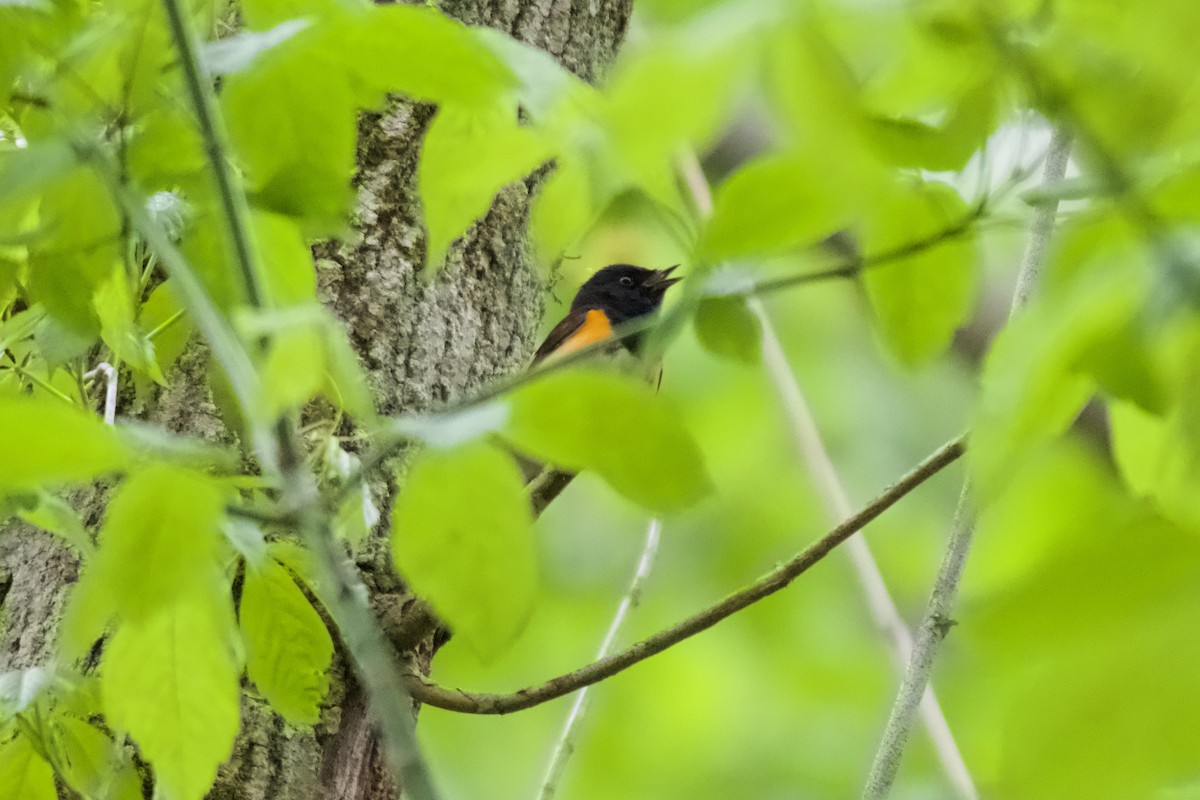American Redstart - ML633622714