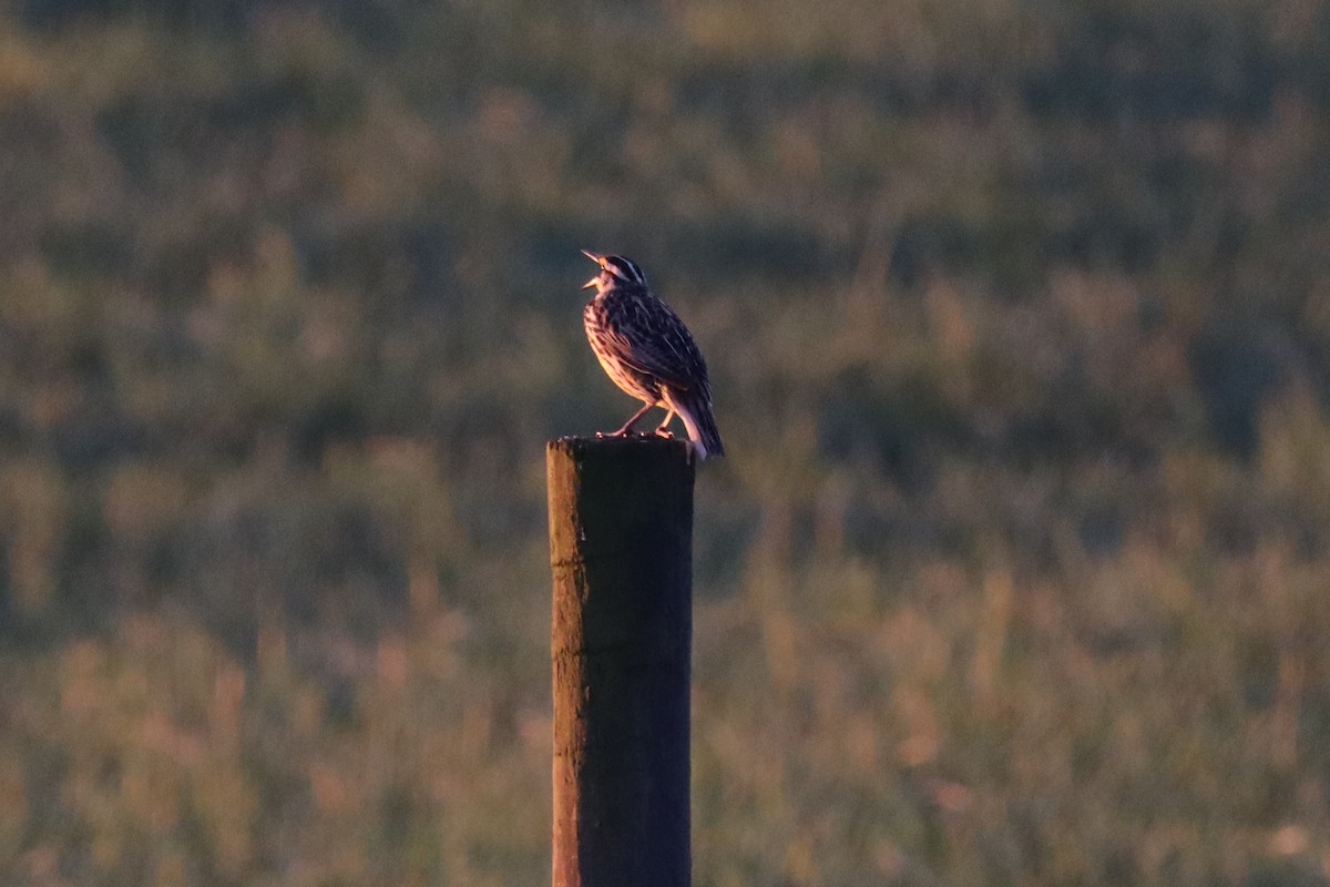 Eastern Meadowlark - ML633622819
