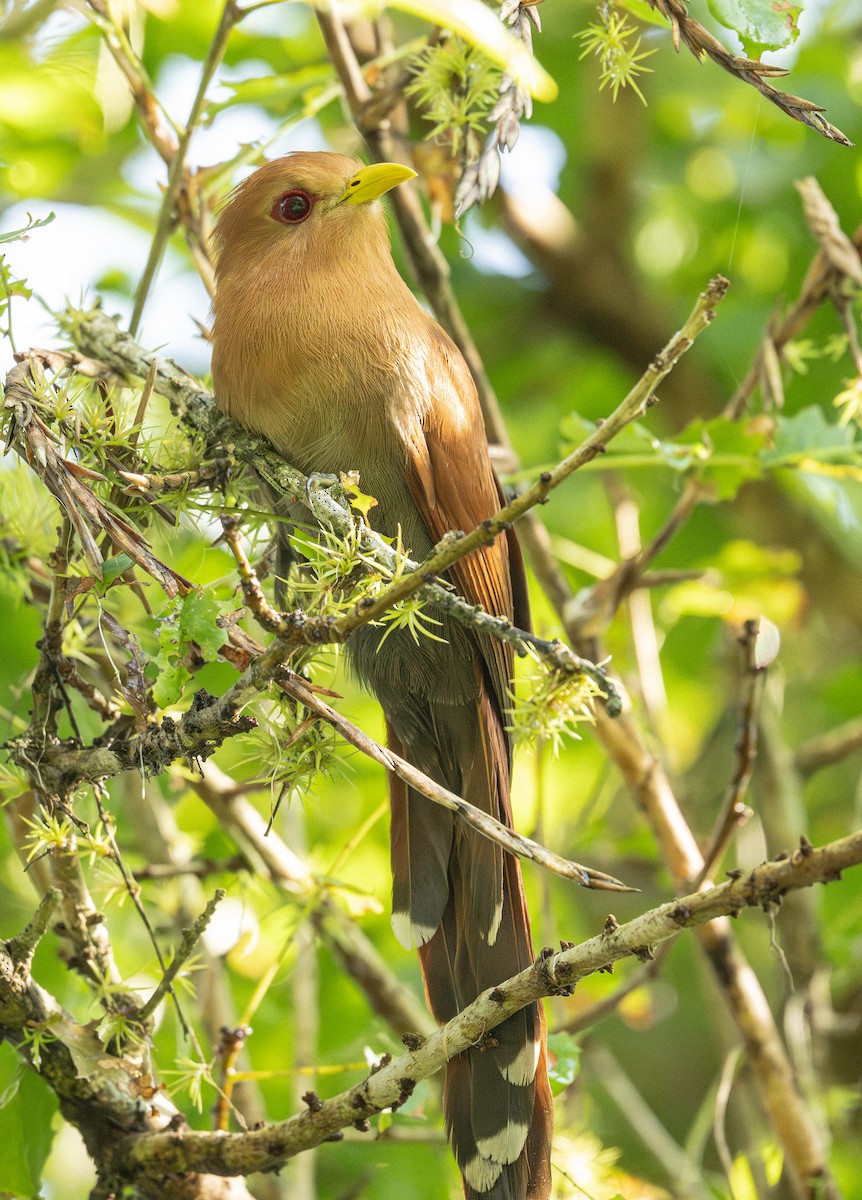 Little Cuckoo - ML633622870