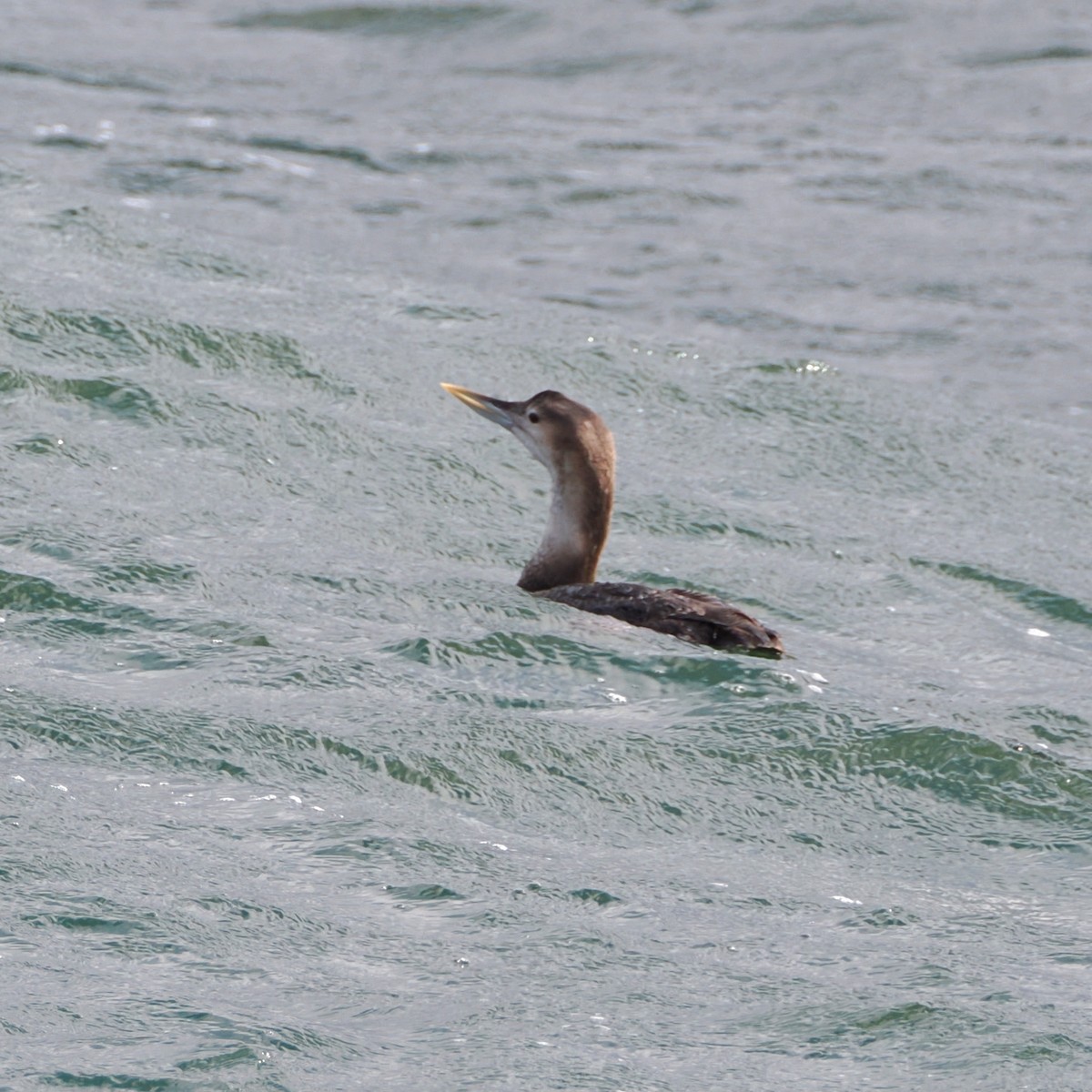 Yellow-billed Loon - ML633623007