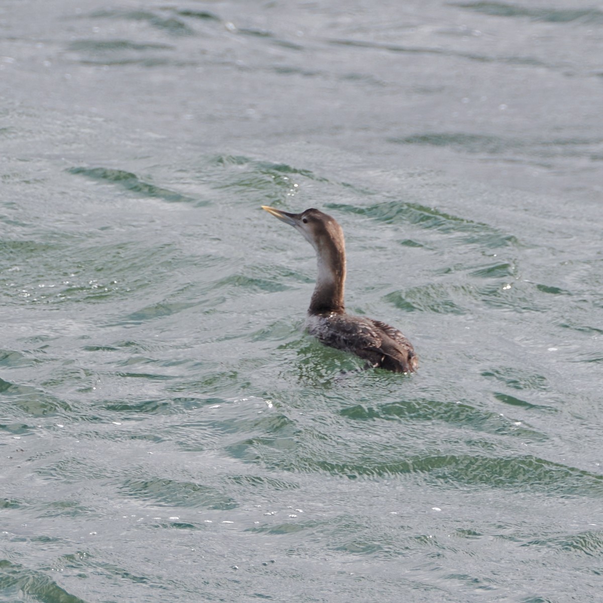 Yellow-billed Loon - ML633623008