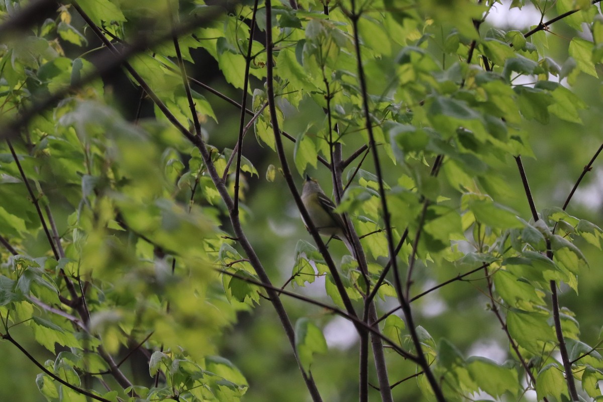 White-eyed Vireo - ML633623032