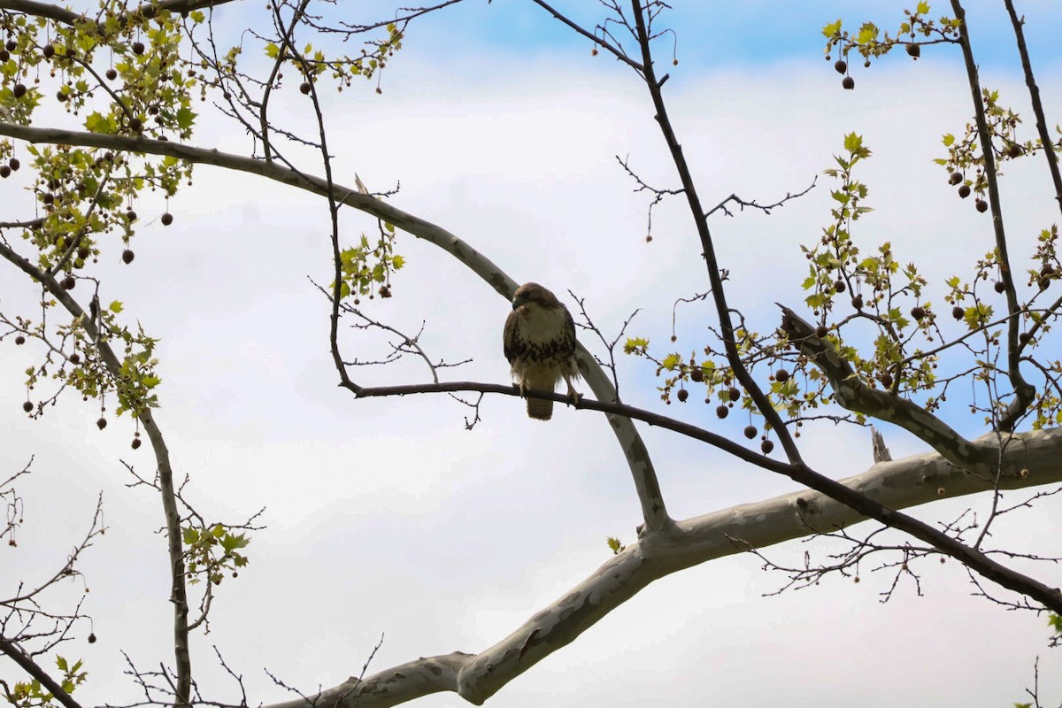 Red-tailed Hawk - ML633623051