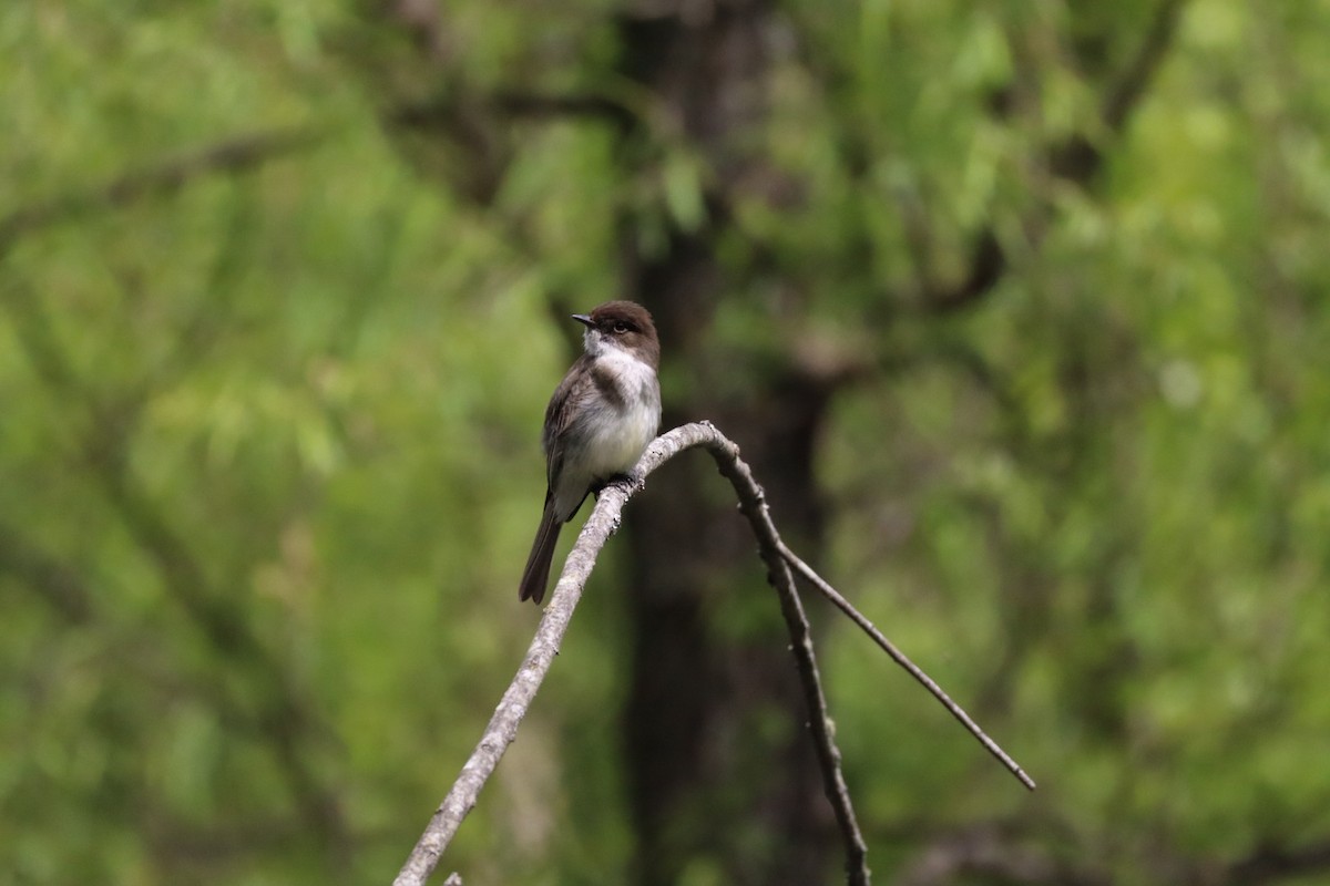 Eastern Phoebe - ML633623086