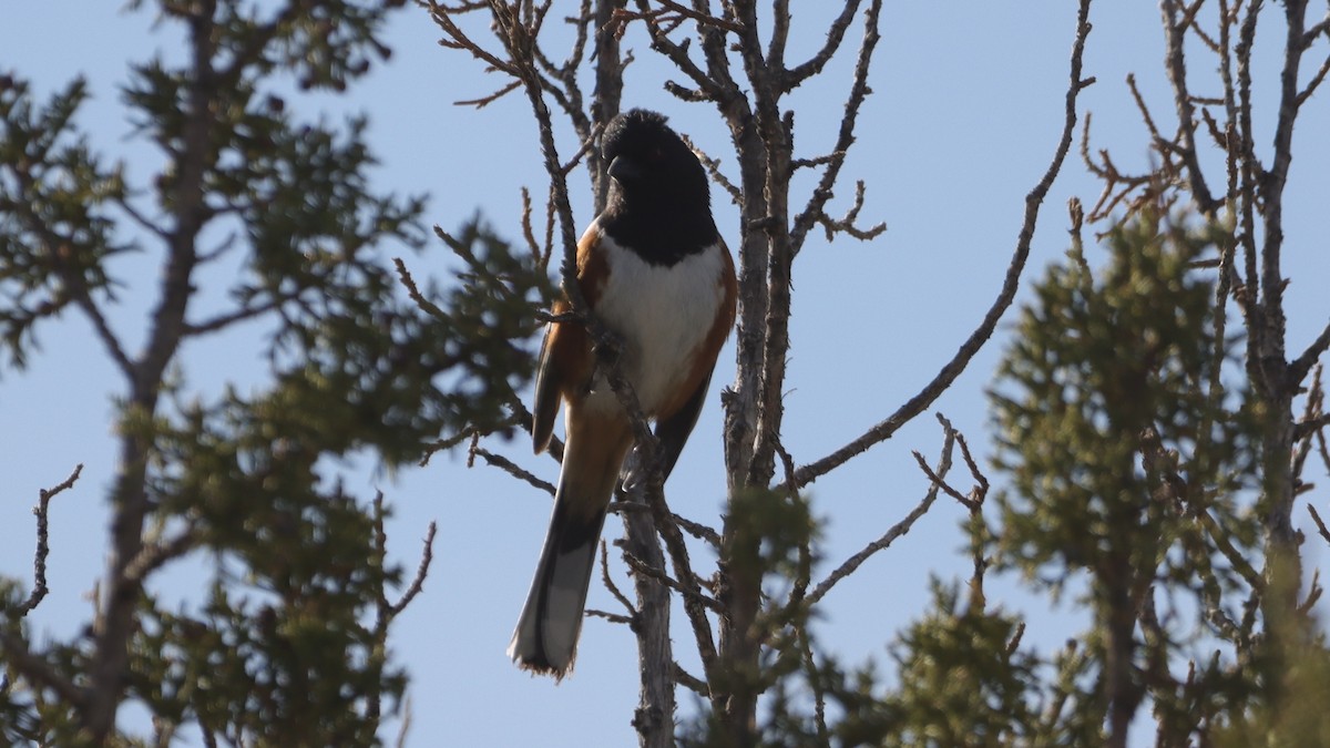 flekktovi - ML633623087