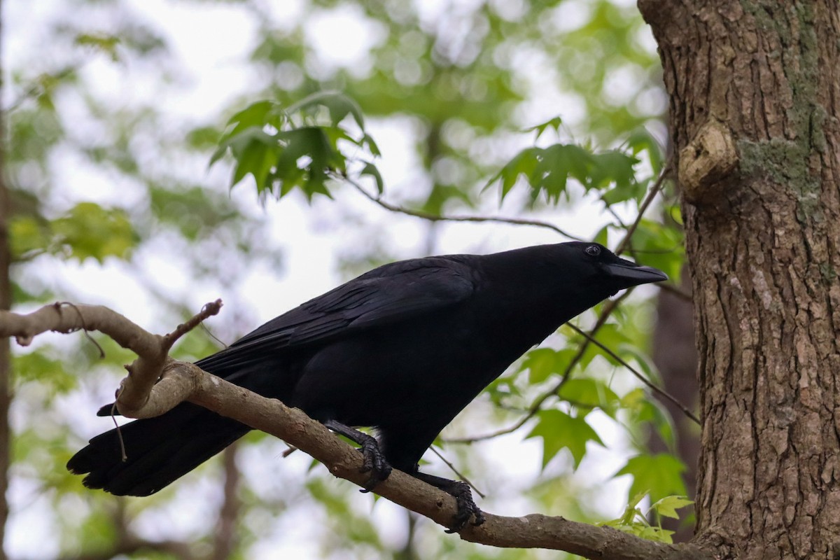 American Crow - ML633623110