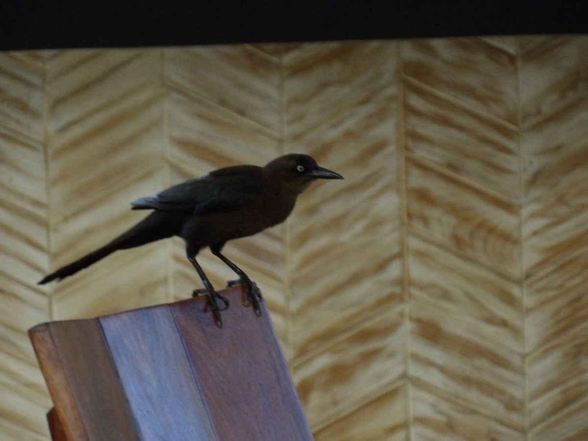 Great-tailed Grackle - ML633623210