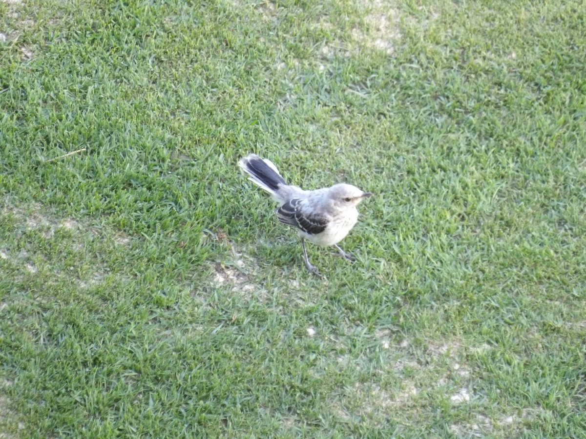 Tropical Mockingbird - ML633623238