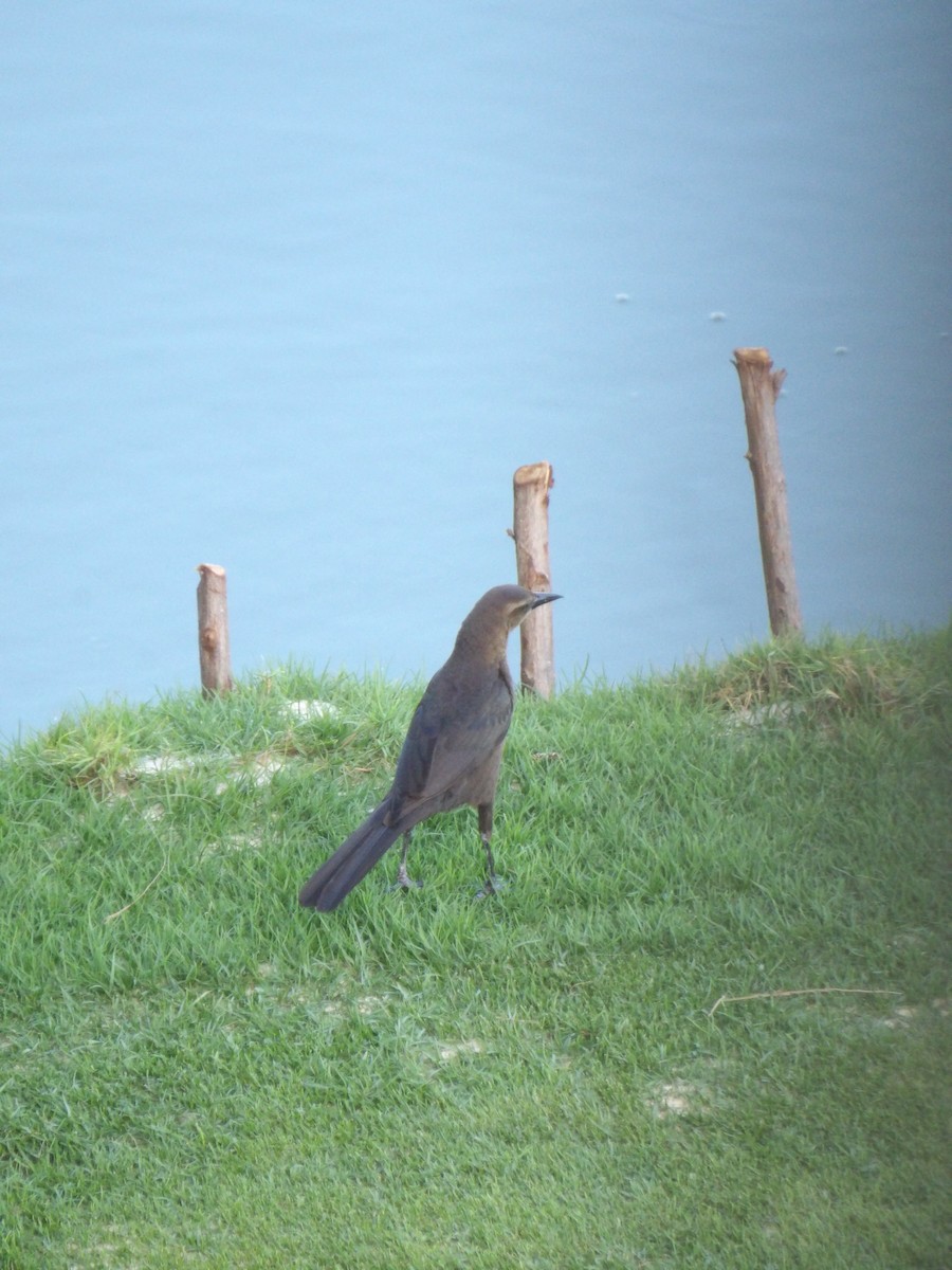 Great-tailed Grackle - ML633623247