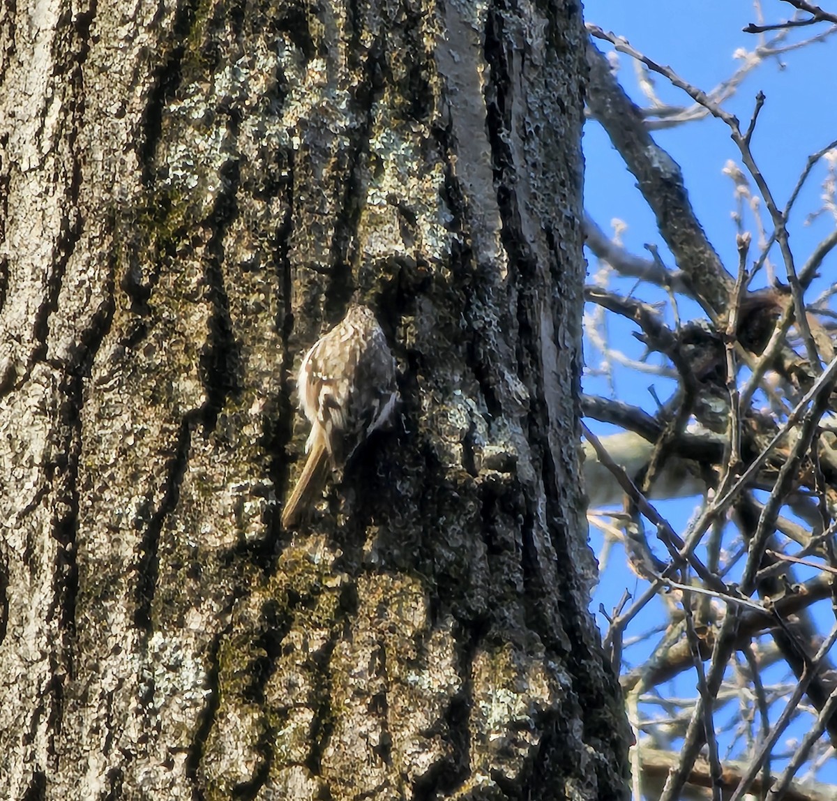 Brown Creeper - ML633623262